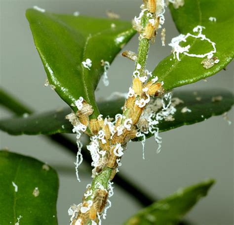 Citrus Huanglongbing is a pathogen.